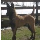 Malinois - Rüde