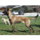 Malinois - Rüde