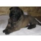Malinois Welpen - Hündin