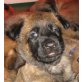 Malinois Welpen - Hündin