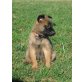 Malinois Welpen - Hündin