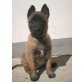 Malinois Welpen - Hündin
