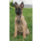 Malinois Welpen - Hündin
