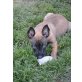 Malinois Welpen - Hündin