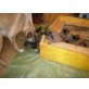 Malinois Welpen - Hündin