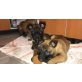 Malinois-Welpen , Malinois - Hündin