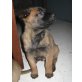 Malinois Welpen - Rüde
