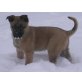 Malinois Welpen - Rüde