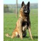 Malinois Welpen - Rüde