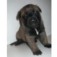 Malinois Welpen - Rüde