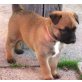 Malinois Welpen - Rüde