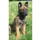 Malinois Welpen - Rüde
