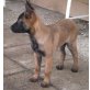 Malinois Welpen - Rüde