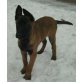 Malinois Welpen - Rüde