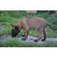 Malinois Welpen - Rüde