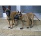 Malinois Welpen - Rüde