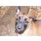 Malinois Welpen - Rüde