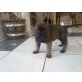Malinois Welpen suchen ein Zuhause, Malinois Welpen - Rüde