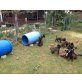 Malinois XHerder Welpen - Hündin