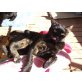 Malla - agile Schildpatt mit Charakter, EKH Mischling - Katze