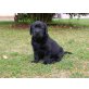 Malos, Labrador Retriever Welpen - Rüde