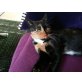 Malou Schildpatt Freigängerin, Europäische Kurzhaarkatze - Katze