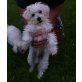 Malteser/Bichon Frisee - Hündin