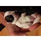 Malteser Chihuahua  - Rüde