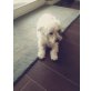 Malteser/ Havanese - Hündin