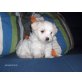 Malteser-Havanese-Yorkshire Welpen - Hündin
