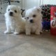 Malteser , Malteser - Rüde