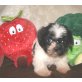 Malteser-Shi tzu Welpen - Hündin