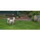 Malteser/Shih-Tzu/Pudel Welpen - Rüde