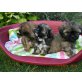 Malteser-Shih-Tzu Welpen - Hündin