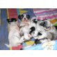 Malteser-Shih-Tzu Welpen - Hündin