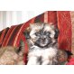 Malteser-Shih-Tzu Welpen - Hündin