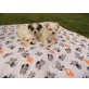 Malteser-Shih-Tzu Welpen - Hündin