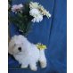 Malteser Shihtzu Welpen - Rüde