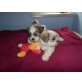 Malteser Shihtzu Welpen - Rüde