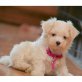 Malteser Welpen - Rüde