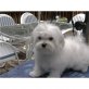 Malteser Welpen - Rüde