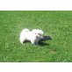 Malteser Welpen - Rüde