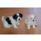 Malteser -Yorkie-Mix Welpen - Rüde