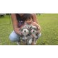 Malteser-Yorkshire Terrier Welpen - Hündin