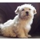 MalteserLhasaApso - Rüde