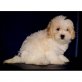 Maltipoo - Rüde