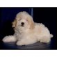 Maltipoo - Rüde
