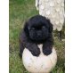 Maltipoo Welpen - Hündin