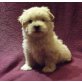 Maltipoo Welpen - Hündin