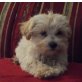Maltipoo Welpen - Hündin